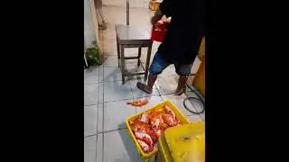 kerapu barong kuning