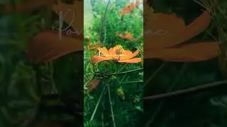 kaatru veesum_thisai ellam#short#video#pls support my channel 🙏🙏🙏