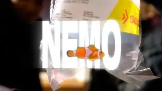 Djunis - Findet Nemo