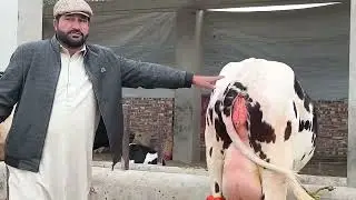 Cholistani Friesian cross cow for sale ll 