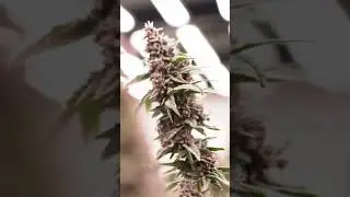 Trop Cherry Turning Heads in the Grow Room 🍒🔥