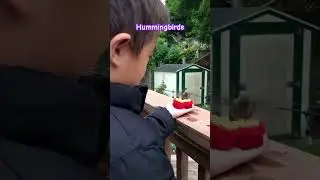 Hand feeding #hummingbird #hummingbirdfeeder #beijaflor #hummingbirdlove #colibr&iacute; #colibr&iacute;es