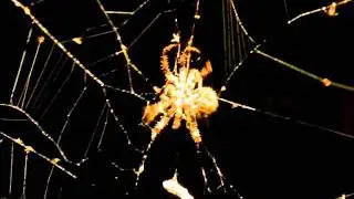 Freaky Spider Catching Bugs