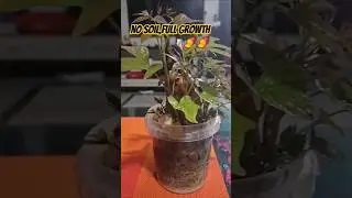 Soil-free sweet potato plant healing hack! Easy growth trick for all.🍠✨#SweetPotato#NoSoil#shrots