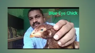 Blue Eyes Chick / நீலக்கண் கோழி