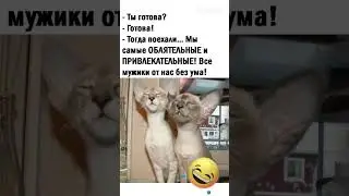 Визуализация прошла успешно 😂 #юмор #прикол #смех #смех #shortsvideo #shortvideo #cat