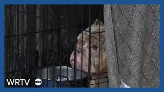 Indy animal rescues see increase in abandoned dogs around the holidays