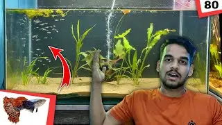 The Guppy Breeding Project | Mosaic Dumbo Ear Guppy | Day- 80