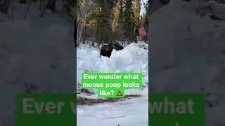 Ever wonder what moose poop looks like? 💩 #lifeinalaska #alaskanpoop #mooseinalaska￼