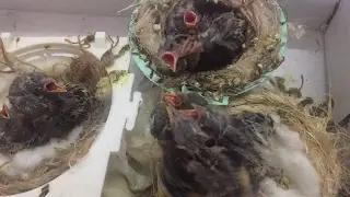 فراخ الحسون الصغيرة