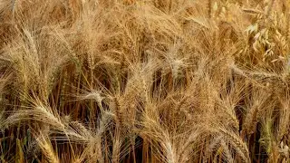 Wheat Field Wind ASMR (Middle-Length Video)