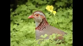 Barbary Partridge in the Nature Reserve, Gibraltar