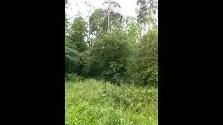 Как хорошо, что заросли травы не пропускают ярости молвы