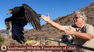 Vultures Are Really Good at Throwing Stuff Up