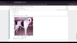 Image Classification using CNN | Dog Cat Classification