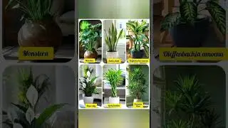 #plants #plantknowledge #plantbased #knowledgefacts #knowledgethings