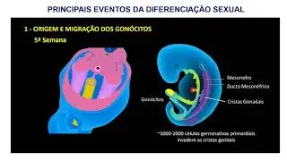 13 EMBRIOLOGIA DO SISTEMA UROGENITAL parte 2