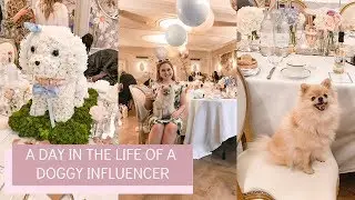 A day in the life of Pepi The Pomeranian Puppy | Katie KALANCHOE