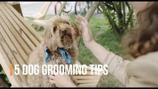Grooming Your Dogs AT HOME During COVID 19: 5 Tips You Should Know