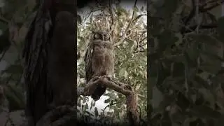 Verreaux&rsquo;s Eagle-Owl Sounds (Close-Up Calls from the South African Wild)