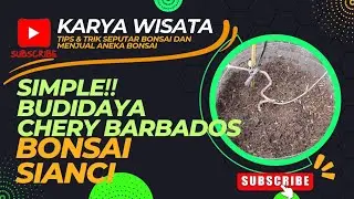 SIMPLE ‼️program akar sianci setelah turun cangkok