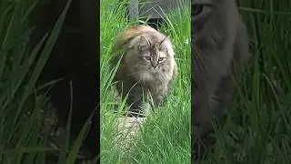 Watch this CAT meet a BABY MOOSE #shorts