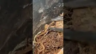 Большой против маленького тарантула! 😱 (Caribena versicolor)