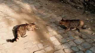 Angry cats | Bright Info Tamil