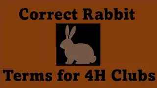 The Correct Rabbit Terms to Use in 4H Clubs