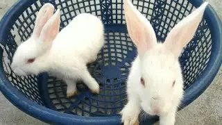 🐰Cute Baby Rabbit | Funny Bunny 🐰| Pets Rabbit Video @AayuandPihuShow