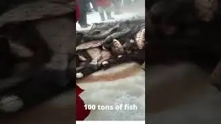 Amazing net fishing under the ice. 100 tons of fish.Удивительная ловля сетью 100 тонн рыбы. #shorts.