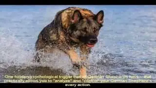 German Shepherd Training Chicago Place