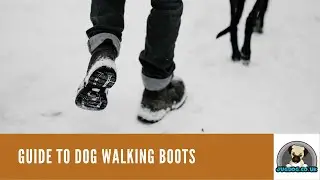Dog Walking Boots Buyer's Guide