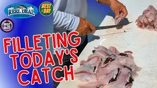 Cleaning Fish in Clearwater Marina
