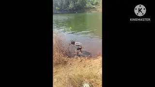 Varoli jungle dam ahort video