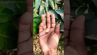 Азиатские жуки, которых вы никогда не видели #уникальныеживотные🐜🐜🐜 #жук #насекомые #красивыенасе...