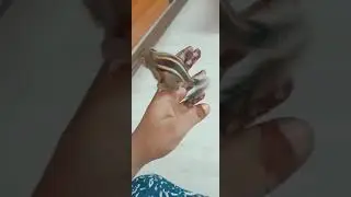 #shorts | Wow it's Baby Squirrel in Our Home