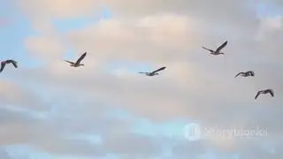 Bio inspired Drones  Nature&rsquo;s High Tech