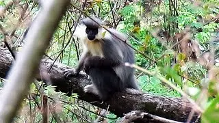 Capped Langur family - Trachypithecus piletus