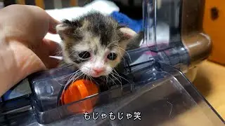 いろはちゃんと出会った日