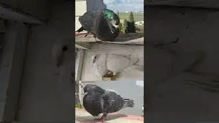 Raza de paloma Valencianos  #palomas #pigeon #cubanos  #espa&ntilde;a