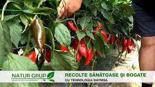Recolte sănătoase și bogate cu tehnologia DAYMSA