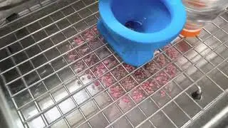 Miniature Concord Toilet Flushing Nerds Candy