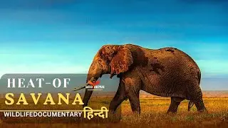 Heat Of Savana ( Wild Africa )  - हिन्दी डॉक्यूमेंट्री | Wildlife documentary in Hindi |