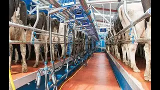 Europe Dairy Systems is de expert op het gebied van melktechniek - zie omschrijving voor meer info!