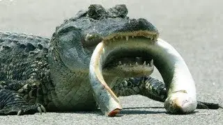 Alligator VS Eel | Cities: Nature's New Wild | BBC Earth