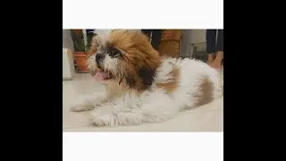 My New Puppy Entry | Shih Tzu | #shorts