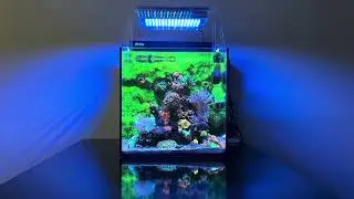 Relaxing nano tank with fluorescent corals 🌈💎