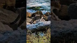 Cute Cat Walking on Rocks by the Ocean🌊 Relaxing Ocean Waves ASMR ✨ #shorts