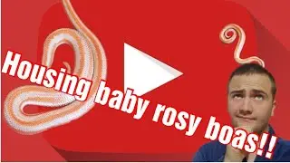 Rosy boa care guide - housing baby rosy boas